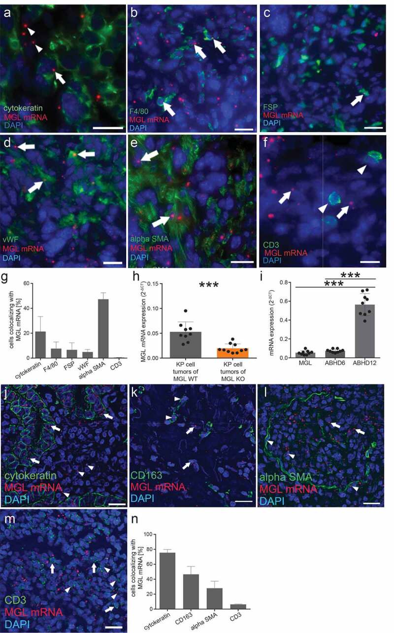 In situ hybridization (ISH) of MGL mRNA in KP cell tumors of MGL wild type (WT) mice