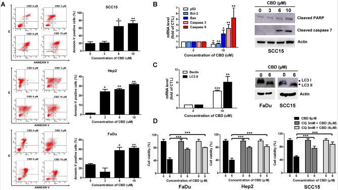 Cannabidiol (CBD) induced human head and neck squamous cell carcinoma (HNSCC) cell death via apoptosis and autophagy. (A) SCC15, Hep2, and FaDu cells were treated with 0, 3, 6, or 10 µM of CBD for 24 h and stained with Annexin V and PI. Apoptosis was detected by flow cytometry. (B) SCC15 cells were incubated with CBD at the indicated doses and then quantitative real time RT-PCR and western blot analysis were performed. The mRNA levels of p53, Bcl-2, Bax, caspase-3, and -9 and the protein levels of cleaved PARP and caspase-7 were analyzed upon exposure to CBD in HNSCC cells. (C) The expression levels of Beclin- and LC3II-encoding genes were determined by quantitative real time RT-PCR after treatment with 10 µM CBD for 24 h. Protein levels of LC3II were determined in FaDu and SCC15 cells treated with 0 or 6 µM CBD for 24 h. (D) Pretreatment of FaDu, Hep2, and SCC15 cells with CQ were exposed to 0 or 6 µM CBD for 24 h. The cell viability was determined by CCK8 assay. Data were represented as mean and standard deviation (SD) (n = 3); *p < 0.05 compared with the corresponding control. Full-length gels and blots in (B) and (C) are included in a supplemental experimental procedure.