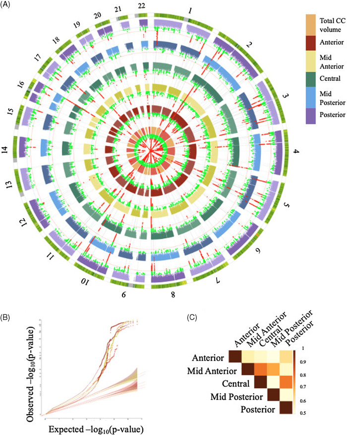 (A) Manhattan plots from univariate GWAS of each CC subregion. (B) Quantile-Quantile plot (QQ plot) of observed versus expected −log10(p-values) the GWAS of CC subregions. The shaded regions represent the expected null distribution of −log10(p-values) under the assumption of no association. (C) Volumetric correlations of CC subregions, each square represents the r-squared values.