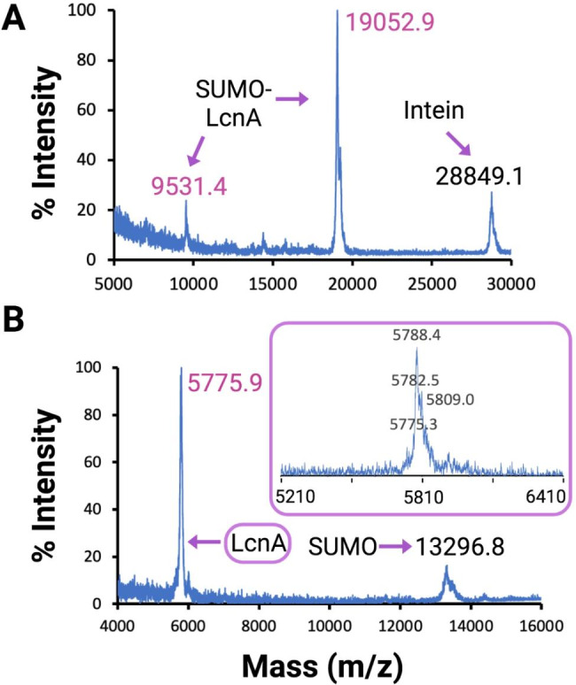 Isolation and purification of LcnA as a SPI fusion protein. (A) MALDI-TOF MS of SUMO-LcnA after intein cleavage. (b) MALDI-TOF MS of LcnA after SUMO cleavage. The inlaid purple box shows an expansion of the LcnA mass peak
