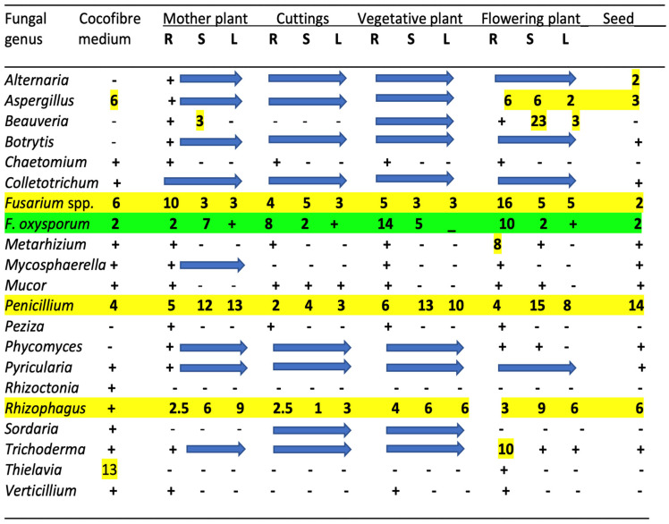 Genera of endophytic fungi identified in cannabis tissues at different stages of development and in the growing substrate as determined by whole genome sequencing. Numbers represent the percentage of the total reads of the specific genus relative to the total fungal reads in the tissue sample. The “+” and the blue arrows indicate a value of up to 1% of the total reads. Values over 1% are highlighted in yellow or green.