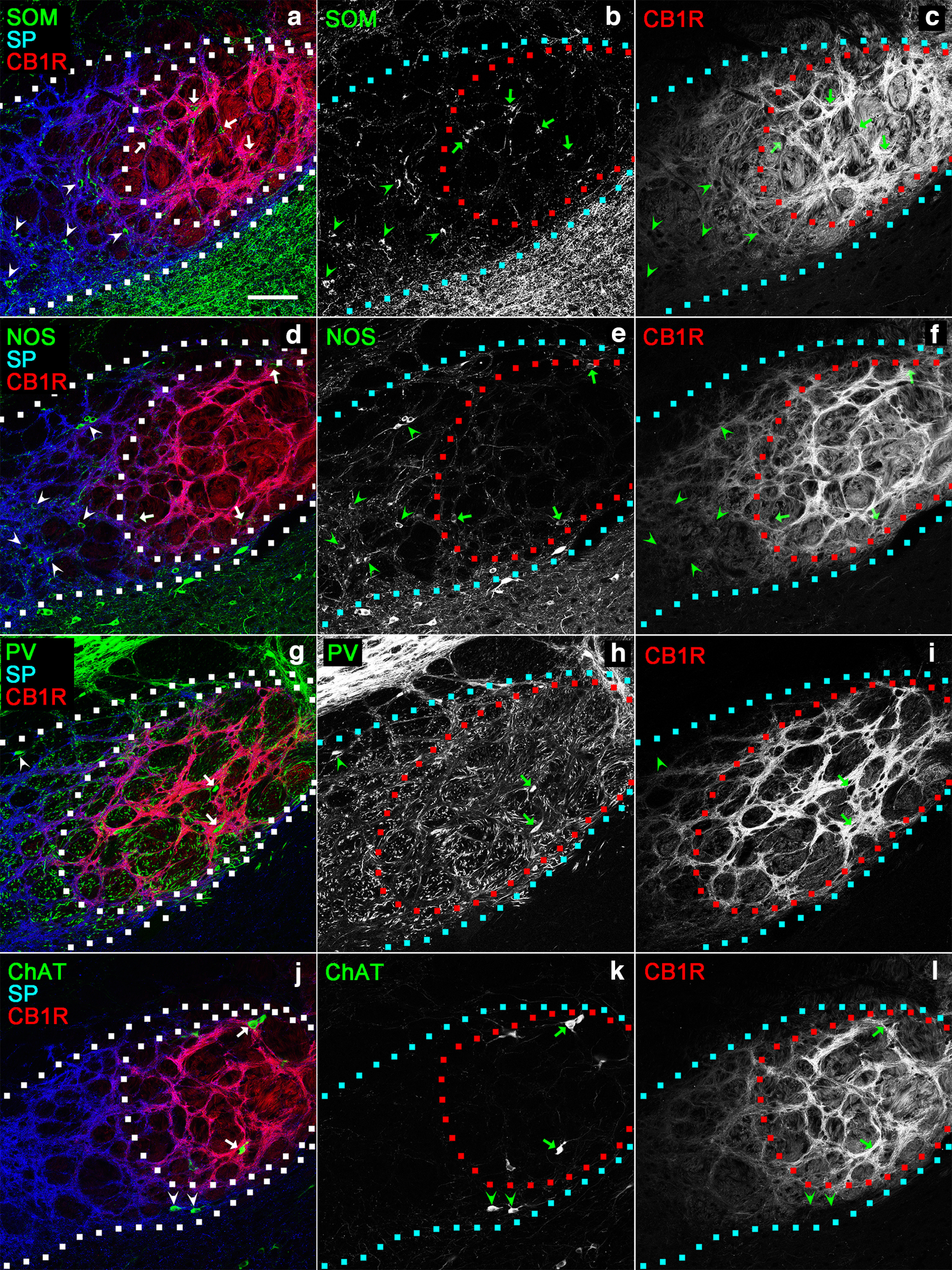Distributions of four types of neurons in the rEPN. In the pseudocolor images, immunostaining for SOM (a), NOS (d), PV (g), or ChAT (j) is shown in green, and immunostaining for SP and CB1R is shown in blue and red, respectively. b, c, e, f, h, i, k, l, The green and red images are shown separately. The boundary of the entire EPN and that of the lSP/hCB1R-immunoreactive area are drawn by dashed lines. Arrowheads and arrows indicate neurons localized within hSP/lCB1R and lSP/hCB1R areas. Scale bar, 100 μm.