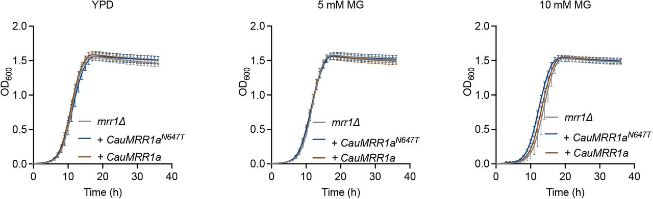 C. lusitaniae strains complemented with CauMRR1aN647T or CauMRR1a do not differ in growth from the mrr1Δ parent at MG concentrations below 15 mM.Growth curves of C. lusitaniae U04 mrr1Δ (grey) and its derivatives expressing CauMRR1aN647T (dark blue) or CauMRR1a (brown) in YPD (left) or YPD supplemented with 5 mM (middle), or 10 mM (right) MG. Data shown represent the mean ± SD for three independent experiments.