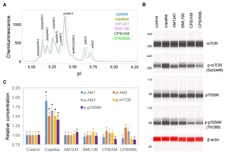 CB2 agonists abrogated the activation of the PI3K/Akt/mTOR signaling pathway by copaiba essential oil. (A) Pan-Akt profiles and (B) expression levels of the mTOR and p70S6K phosphoisoforms in SH-SY5Y cells at 30 min following treatment with copaiba essential oil (100 ng/mL), AM1241 (200 nM), BML190 (10 µM), 100 ng/mL copaiba essential oil together with 200 nM AM1241 (CPB/AM), or 100 ng/mL copaiba essential oil together with 10 µM BML190 (CPB/BML). (C) Relative concentrations of the Akt1 (blue), Akt2 (orange), Akt3 (gray), mTOR (yellow), and p70S6K (purple) phosphoisoforms in SH-SY5Y cells at 30 min following treatment with copaiba essential oil, AM1241, BML190, CPB/AM, or CPB/BML. The relative concentration describes the fold change in a protein phosphoisoform after treatment compared to the control condition. The error bars are the standard deviations of six repeated measurements per experimental condition. The asterisks indicate statistical significance for p ≤ 0.05 versus the control.