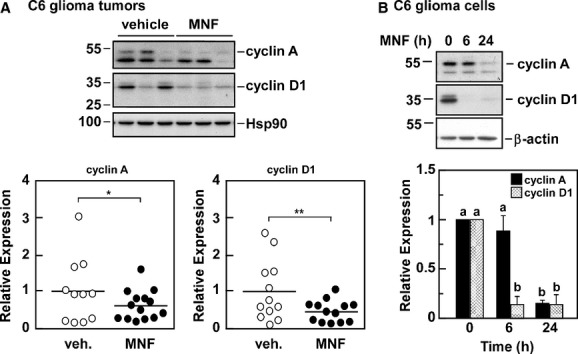 Negative impact of MNF on cyclin expression in C6 tumor xenografts. A, Lysates from tumor samples were separated by SDS-PAGE and Western blotting was carried out with primary antibodies raised against cyclin A and cyclin D1. Membranes were reprobed for Hsp90, which served as a loading control. Upper panel, representative immunoblots; lower panels, scatter plot of data showing significant difference in cyclin A and cyclin D1 expression between xenograft tumors from vehicle and MNF-treated mice, determined by densitometric quantification. *, P < 0.05; **, P < 0.01 using two-tailed Student's t-test. The migration of molecular-mass markers (values in kilodaltons) is shown on the left of immunoblots. B, C6 glioma cells were incubated with 20 nmol/L MNF for 6 and 24 h after which lysates were prepared and immunoblotted for cyclin A and cyclin D1. Membranes were reprobed for β-actin, which served as a loading control. Upper panel, representative blots; lower panel, densitometric quantification of cyclin A (filled bars) and cyclin D1 (hatched bars) normalized to β-actin, with the values in vehicle-treated cells set at 1.0. Bars represent means ± SEM from three independent experiments. a, b, significant difference between groups at P < 0.01.