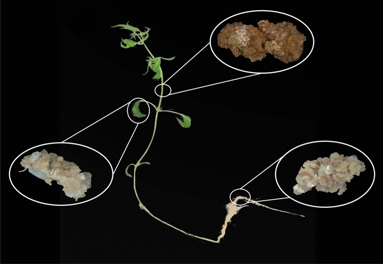 Calli obtained from different parts (leaf, stem, and root) of in vitro grown-cannabis seedling.