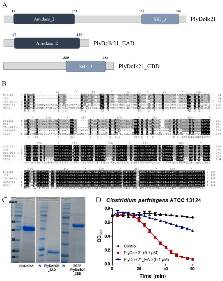 Modular structures and expressions of PlyDolk21 from Dolk21. (A) Schematic representation of PlyDolk21, PlyDolk21_EAD, and PlyDolk21_CBD. (B) Amino acid sequence alignment of various C. perfringens phage endolysins: CP3 phage endolysin, Clo-PEP-1 phage endolysin, CPAS-15 phage endolysin, CPD4 phage endolysin. An asterisk (*) is marked every 10 amino acids. (C) SDS-PAGE analysis of purified PlyDolk21, PlyDolk21_EAD, and EGFP-fused PlyDolk21_CBD. M, standard molecular weight marker; PlyDolk21, purified PlyDolk21 fraction; PlyDolk21_EAD, purified PlyDolk21_EAD fraction; PlyDolk21_CBD, purified PlyDolk21_CBD fraction. (D) Lytic activities of PlyDolk21 and its EAD.