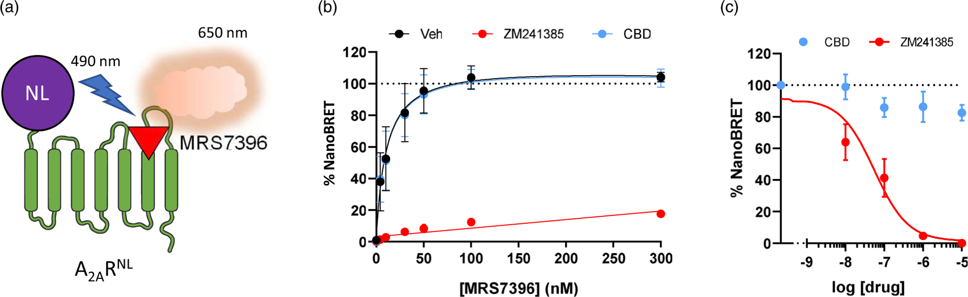 Determination of CBD effects on A2AR ligand binding affinity. (a) Schematic representation of the NanoBRET assay. A nanoluciferase is linked to the N-terminal part of the A2AR (A2ARNL). When the nanoluciferase substrate coelenterazine is added, A2ARNL (donor) emits light at 490–10 nm. Light excites the fluorescent selective A2AR ligand, MRS7396 (acceptor), which subsequently emits fluorescence at 650–80 nm. (b) NanoBRET saturation binding curves obtained by challenging A2ARNL expressing HEK-293T cells with increasing concentrations of MRS7396 in the absence/presence of CBD (1 μM) or ZM241385 (1 μM). (c) NanoBRET signals obtained by challenging A2ARNL expressing HEK-293T cells with a fixed concentration of MRS7396 (30 nM, normalised to 100%) in the presence of increasing concentrations of CBD or ZM241385. The represented data are mean ± SEM of three independent experiments each performed in triplicate.