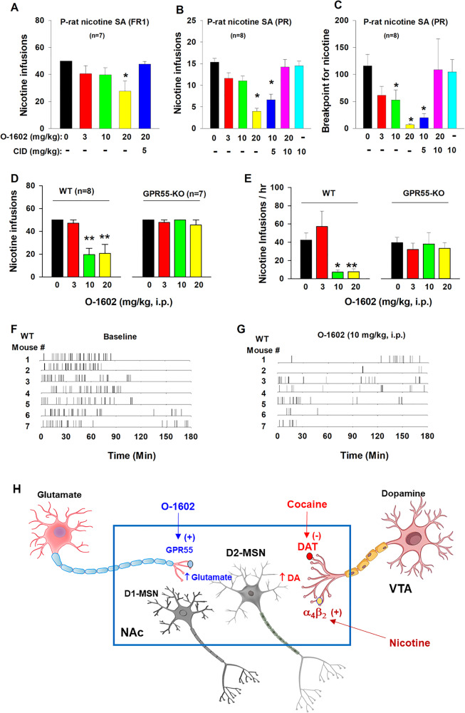 Effects of O-1602 on nicotine self-administration in rats and mice.A Systemic administration of O-1602 dose-dependently inhibited nicotine SA under FR1 reinforcement in P-rats. B, C O-1602 also inhibited nicotine SA under progressive-ratio (PR) reinforcement as assessed by the number of nicotine infusions (B) or breakpoint for nicotine SA (C). Pretreatment with CID 16020046 (CID), a selective GPR55 antagonist, blocked action produced by O-1602, while CID alone failed to alter nicotine SA under PR schedule. D, E Systemic administration of O-1602 (10 and 20 mg/kg) significantly inhibited nicotine SA in WT mice, but not in GPR55-KO mice. F, G Representative records of nicotine infusions after the vehicle (F) or O-1602 administration (G), illustrate that O-1602, at 10 mg/kg, caused cessation of nicotine self-administration. H A proposed working hypothesis explaining how GPR55 agonism reduces cocaine and nicotine self-administration. Briefly, cocaine or nicotine may increase extracellular DA levels in the NAc by blockade of DA transporter (DAT) or activation of α4β2 nicotinic receptors located on midbrain DA neurons or NAc DA terminals, respectively, which has been thought to underlie intravenous drug self-administration. Activation of GPR55 expressed on glutamate terminals projected from the cortex, and hippocampus increases glutamate release in the NAc, which subsequently counteracts DA effects on D2-MSNs where glutamate and DA produce opposite effects on neuronal activity. *p < 0.05, **p < 0.01, compared to the vehicle control group.