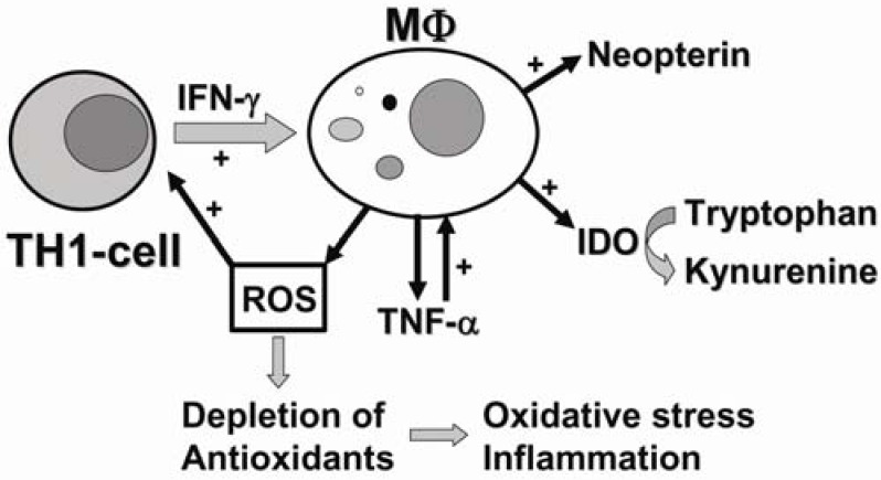 In the course of the adaptive immune response, activated T-helper (Th)1-type immune cells produce cytokines such as interleukin-2 or interferon-γ (IFN-γ). Pro-inflammatory cytokine IFN-γ stimulates several antiproliferative effector functions in monocyte-derived macrophages (MΦ), such as production of reactive oxygen species (ROS) and the activity of indoleamine-2,3-dioxygenase (IDO) and GTP-cyclohydrolase I, which are responsible for the conversion of tryptophan to kynurenine and the production of neopterin, respectively. Formation of ROS trigger redox-sensitive signal transduction cascades including the production of tumor necrosis factor-α (TNF-α), which enhances sensitivity of macrophages to pro-inflammatory IFN-γ. Continuous release of ROS may overwhelm the antioxidant capacity of cells, whereby oxidative stress and inflammation develop.