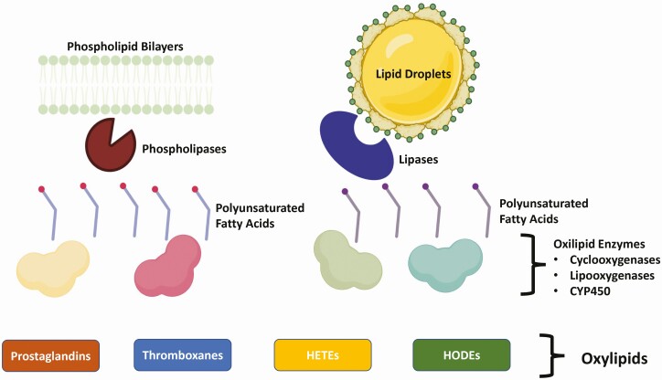 General pathways for oxylipid biosynthesis. During inflammatory processes, polyunsaturated fatty acids are released from lipid stores, such as lipid droplets and phospholipid bilayers by phospholipases and lipases (e.g., hormone-sensitive lipase). Polyunsaturated fatty acids are then oxidized by cyclooxygenases, lipooxygenases, and cytochrome P450 (CYP450) enzymes to produce oxylipids. Among these, the immunometabolic effects of prostaglandins, thromboxanes, hydroxyeicosatetraenoic (HETE), and hydroxyoctadecadienoic (HODE) acids are characterized in transition dairy cows. Image was prepared using Biorender.com.