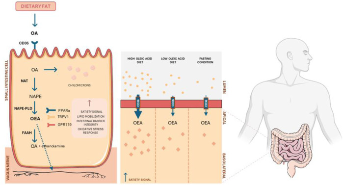 Mechanism of OEA production in small intestinal cells and its role in metabolic regulation. Dietary fat containing oleic acid (OA) is metabolized in enterocytes, producing NAPE and subsequent synthesis of OEA via NAPE-PLD enzymatic activity. OEA interacts with receptors such as PPARα, TRPV1, and GPR119, modulating satiety signals, lipid mobilization, intestinal barrier integrity, and oxidative stress response. FAAH breaks down OEA into OA and ethanolamine. The diagram also compares OEA production under diets with high and low oleic acid content, highlighting its physiological impact through vagus nerve activation.