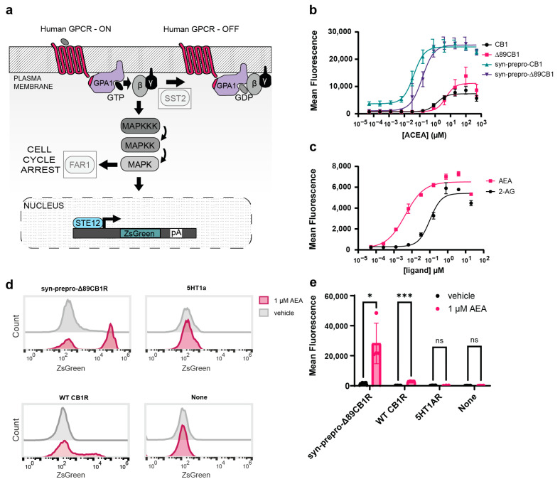 Development of the CB1R biosensor. (a) The yeast pheromone response pathway was genetically modified for human receptors. Grayed out boxes represent knocked out genes. The yeast pheromone GPCR Ste2 was replaced with a human GPCR (illustrated as a red 7-transmembrane protein). The Fig1 pheromone response gene was replaced with a ZsGreen reporter via knock-in. The GpaI G-alpha protein is illustrated in two colors to represent its chimeric nature, where the yeast portion (purple) interacts with the factors of the MAP kinase cascade and the humanized C-terminus (red) interacts with the human GPCR directly. (b) ACEA dose response with CB1R. CB1, EC50 = 1.30 µM, 95% CI 0.80 to 2.12 µM. Δ89-CB1R, EC50 5.05 µM, 95% CI 2.64 to 9.29 µM. Syn-pre-pro CB1R EC50 = 0.04 µM, 95% CI 0.03 to 0.05 µM. Syn-pre-pro Δ89-CB1R, EC50 = 0.15 µM, 95% CI 0.10 to 0.21 µM. (c) Dose response of the endocannabinoids 2-arachidonoyl glycerol (2-AG) and N-arachidonoylethanolamine (anandamide, AEA) with CB1R. AEA, EC50: 4 nM, 95% CI 2.62 × 10−9 to 6.92 × 10−9 M 2-AG,EC50: 100 nM, 95% CI 6.60 × 10−8 to 1.48 × 10−7 M. For all experiments, n = 3. Nonlinear regression was fit as a 4-parameter logistic equation. (d) Cytometry of yeast treated with 1 uM AEA or DMSO vehicle (1% v/v). The yeast was treated with ligands or vehicles for 8 h, and ZsGreen fluorescence was measured on gated singlets. Syn-pre-pro-Δ89CB1R (n = 4), WT CB1R (n = 4), 5HT1AR (n = 3), and the base GPCR strain with no receptor (n = 4) were tested. (e) Mean fluorescence values from (d) for the AEA and vehicle group were plotted. Unpaired t-tests were performed between the negative control and test groups. p-values are reported where ns corresponds to p > 0.05, * is p ≤ 0.05, and *** is p ≤ 0.001.