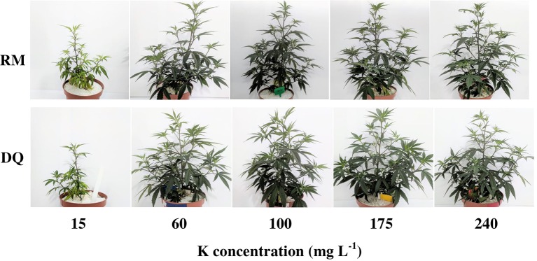 Plants of two medical cannabis cultivars, RM (top row) and DQ (bottom row), supplied with (from left to right): 15, 60, 100, 175, and 240 ppm K. Photographed 26 days after the initiation of the fertigation regime.