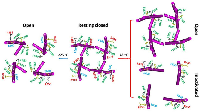 Intersubunit interactions in reduced rTRPV1 during channel gating. The homo-tetrameric cryo-EM structures of the reduced rTRPV1 channel in MSP2N2 nanodiscs in the resting closed, activated and inactivated states at 4 and 42 °C (PDB ID, 7LP9, 8U3L, 7LPE and 7LPD, respectively) were utilized for the model.
