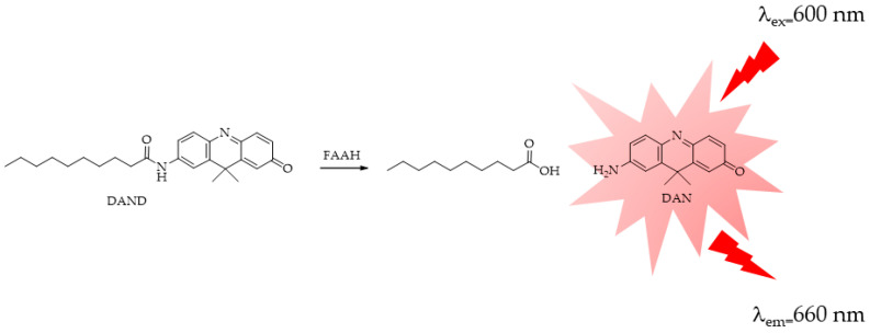 FAAH-responsive fluorescent probe DAND: DAND = decanoic acid derivative of 7-amino-9,9-dimethylacridin-2(9H)-one (DAN).