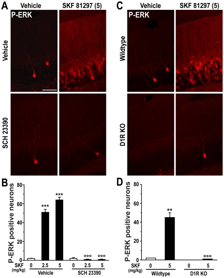 D1Rs are required for SKF 81297-induced ERK phosphorylation in the dentate gyrus.(A) Immunohistochemical detection of P-ERK in the granule cell layer of mice treated with vehicle, SKF 81297 (SKF; 5.0 mg/kg, i.p.) alone or in combination with SCH 23390 (0.15 mg/kg, i.p.). Scale bar: 40 µm. (B) Quantification of P-ERK immunoreactive neurons in the dentate gyrus of mice treated with vehicle and SKF 81297 alone or in combination with SCH 23390 (0.15 mg/kg, i.p.). Data (means ± SEM; n = 2–4 mice per group) were analyzed using two-way ANOVA: effect of SKF 81297 (F(2,11) = 77.09; p<0.001), SCH 23390 (F(1,11) = 347.53; p<0.001), interaction (F(2,11) = 77.97; p<0.01). (C) Immunohistochemical detection of P-ERK in the granule cell layer of wildtype or D1R knock out (D1R KO) mice treated with vehicle or SKF 81297. Scale bar: 40 µm. (D) Quantification of P-ERK immunoreactive neurons in the dentate gyrus of wildtype or D1R knock out (D1R KO) mice treated with vehicle or SKF 81297. Data (means ± SEM; n = 2–3 mice per group) were analyzed using two-way ANOVA: effect of genotype (F(1,6) = 48.21; p<0.001), treatment (F(1,6) = 44.11; p<0.001, interaction (F(1,6) = 40.19; p<0.001). Bonferroni-Dunn test: ** p<0.01, *** p<0.001 vehicle vs. SKF 81297; °°° p<0.001 vehicle vs. SCH 23390 and wildtype vs. D1R KO.