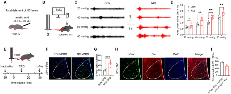 Sequence of images on nociceptive neuron in mice response to visceral pain.