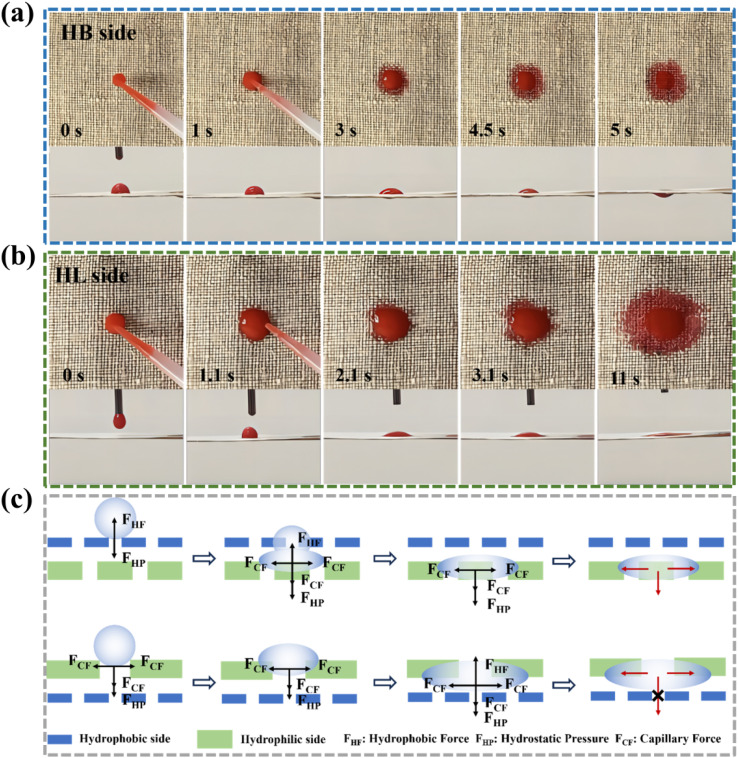 Wetting behavior of ink droplets on (a) HL and (b) HB surfaces as viewed from the top and side, respectively (c) Schematic diagram of directional water transport mechanism (HL represents the hydrophilic side and HB represents the hydrophobic side).