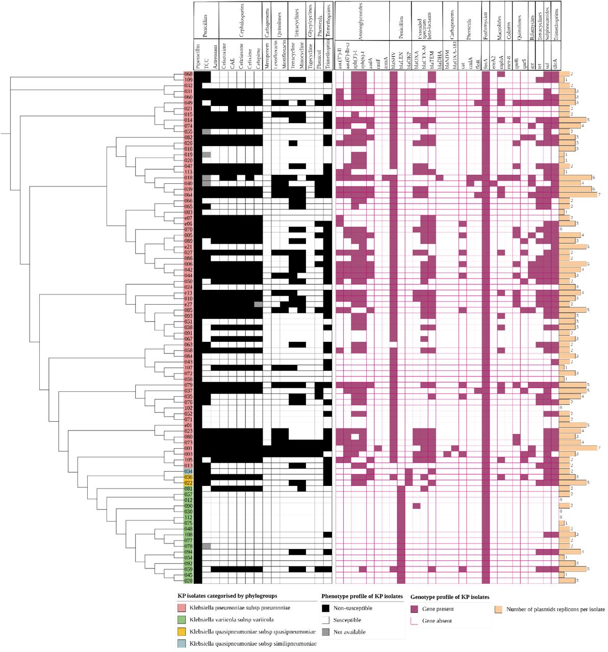 A heatmap of the phenotypic and genotypic profiles and plasmid replicon abundance of K. pneumoniae isolates (n=89).The cladogram on the left with colored labels on the edge indicates the clustering of the isolates by phylogroups: Klebsiella pneumoniae subsp. pneumoniae (pink), Klebsiella quasipneumoniae subsp. similipneumoniae (blue), Klebsiella quasipneumoniae subsp. quasipneumoniae (gold), and Klebsiella variicola subsp. variicola (green). The phenotypic profile is represented as an isolate being non-susceptible (black) or susceptible (white) to the antibiotic indicated on the bottom column header (and the drug class it belongs to on the top column header). The grey square indicates an isolate whose phenotypic result was not available. The genotypic profile is represented as a gene present (purple) or absent (white with purple outline). The genes are indicated on the column header and the drug class on the top column header. The beige bar plot represents the number of plasmid replicons found in the isolates. CAE – cefuroxime axetil. TCC – ticarcillin/clavulanate.