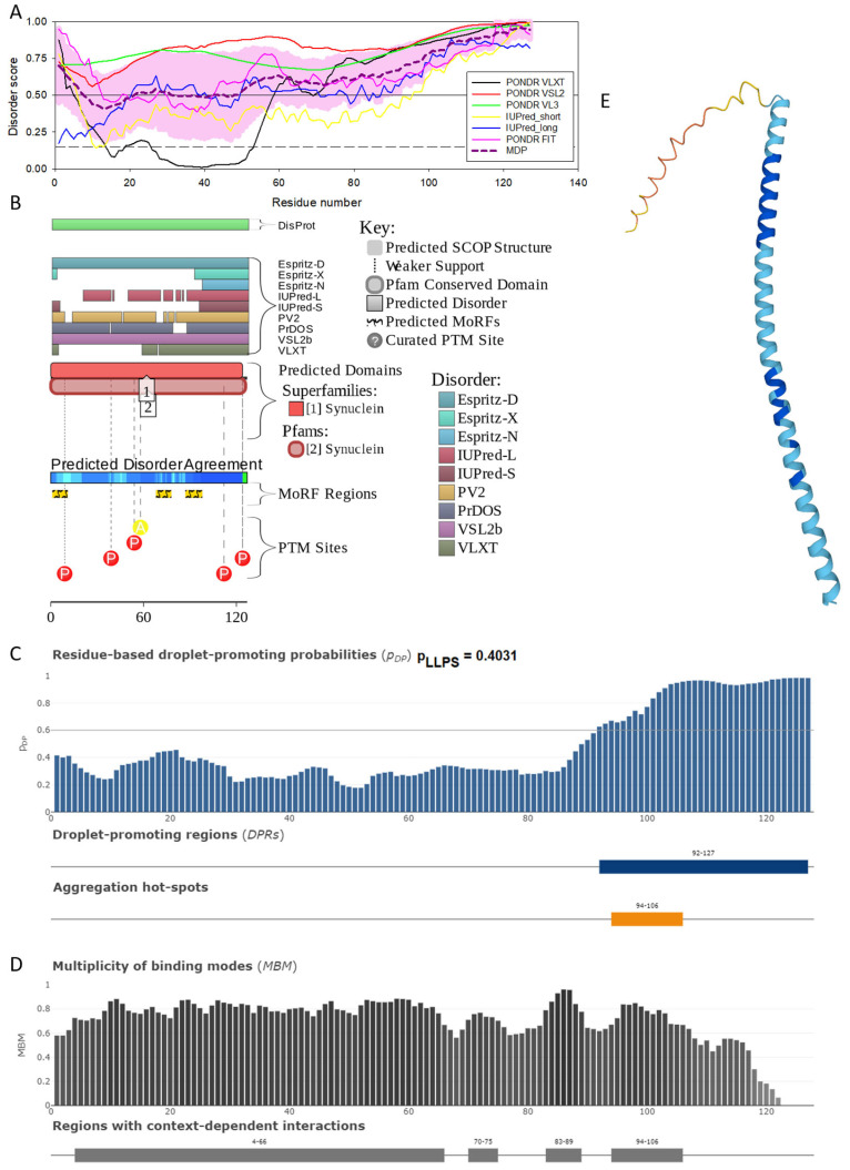 Functional disorder analysis of human γ-synuclein (UniProt ID: O76070). (A), Multiparametric disorder analysis of the protein using RIDAO. (B) Functional disorder profile generated for human γ-synuclein by the D2P2 database. Colored circles at the bottom of the plot show the localization of PTMs, such as phosphorylation (red circles marked P) and acetylation (yellow circles marked A). (C) The FuzDrop-generated plot shows the sequence distribution of the residue-based droplet-promoting probabilities, pDP. (D) The FuzDrop-generated plot of the multiplicity of binding modes. (E) A 3D structural model is predicted through AlphaFold.