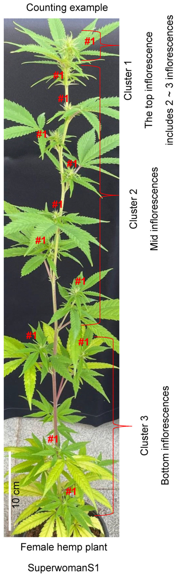 Example of a female cannabis (Cannabis sativa) plant for measuring the number of inflorescences and male flowers. To measure the number of inflorescences, “#1” symbols indicate the counted number of inflorescences that developed based on leaf arrangement, including the top and the auxiliary stems. Among these, three clusters (1, 2, and 3; top, middle, and bottom) were distinguished. One randomly selected inflorescence from each cluster was used to count the number of male flowers. Scale bar = 10 cm.