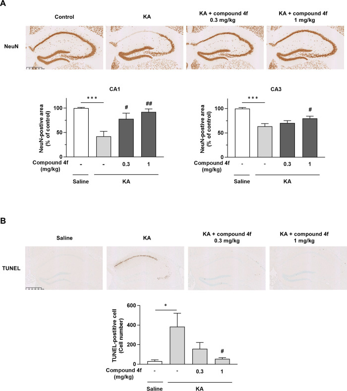Effects of compound 4f on neuronal cell loss in mice with KA-induced neurodegeneration.(A) Effects of compound 4f on neuronal cell loss in the hippocampus determined via immunohistochemistry using mAb to NeuN as a neuronal marker in mice. Upper, representative images of NeuN immunoreactivity. Scale bar = 500 μm. Lower, NeuN-positive area in CA1 and CA3 regions of the murine brain. Results are presented as the mean ± SEM, n = 9. ***P ≤ 0.001, compared to saline-injected mice (Aspin–Welch test). #P ≤ 0.05, ##P ≤ 0.01 compared to KA-injected mice treated with vehicle (Williams’ test). (B) Effects of compound 4f on neuronal cell loss in the hippocampus determined via terminal deoxynucleotidyl transferase-mediated dUTP nick end-labeling (TUNEL) assay. Immunohistochemistry was performed using an in situ TUNEL staining kit. Upper, Representative images of TUNEL reactivity. Scale bar = 500 μm. Lower, numbers of TUNEL-positive cells in the murine hippocampus. Mean ± SEM, n = 9. *P ≤ 0.05 compared to saline-injected mice (Aspin-Welch test). #P ≤ 0.05 compared to KA-injected mice treated with vehicle (Shirley-Williams’ test). KA, kainic acid; SEM, standard error of the mean; TUNEL, terminal deoxynucleotidyl transferase-mediated dUTP nick-end labeling.