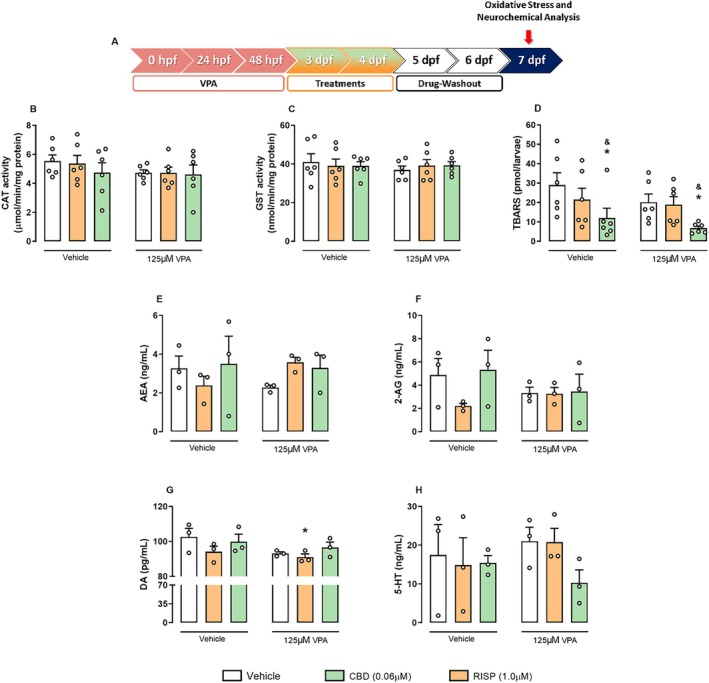 Oxidative stress and neurotransmitter levels measured panel in VPA model. (A) Schematic timeline of the assays in independent groups of larvae. (B) Catalase (CAT) activity. (C) Glutathione‐S‐transferase (GST). (D) Lipid peroxidation products, quantified as thiobarbituric acid reactive substances (TBARS) (n = 6 pools of 30 larvae/group; represented as mean ± SEM). (E) Total anandamide (AEA) and (F) 2‐AG levels. (G) Total dopamine (DA) and (H) total serotonin (5‐HT) levels are expressed in ng/mL. Data from triplicates (n = 3 pools of 30 larvae/group; represented as mean ± SEM). Two‐way ANOVA followed by Duncan's post hoc test (*p < 0.05 compared to the vehicle group). One‐way ANOVA followed by Duncan's post hoc test (& p < 0.05 compared to the other groups, regardless of VPA exposure).
