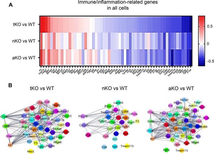 Differentially expressed immune- and inflammation-related genes (IGs) in all cells from MAGL tKO, nKO, and aKO mice. A Heatmap displays IGs in different genotypes. B Gene networks of IGs in different genotypes
