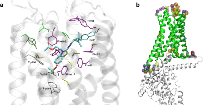 Depictions of ligand binding site and preferentially affected residues. (a) Representative snapshot of MRI-2659 in orthosteric binding site. MRI-2646 and MRI-2659 share common backbone position; (b) Cryo-EM structure (PDB: 6PT0)44. Those residues whose simulation average RMSD from the cryo-EM structure changed by > 1 Å as a function of 0% vs 40 mol% cholesterol are highlighted by spheres. Such residues from free and ligand-bound conditions (MRI-2594, MRI-2646, MRI-2659) are all shown. Note proximity to Gα subunit (grey). A number of these residues reside in the extracellular loops; the functional relevance is not known.