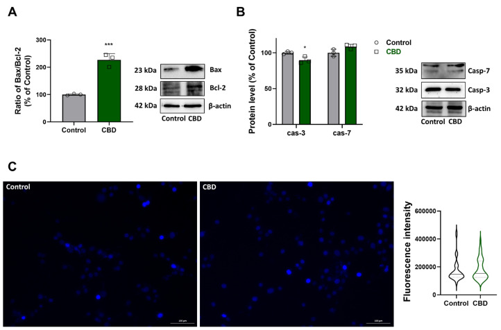 Effects of CBD on the apoptosis pathway. Western blot and densitometric analysis of bands, (A) Bax and Bcl-2. (B) Casp-7 and Casp-3. Values represent relative optical density after normalization to β-actin expression. The results were expressed as a percentage relative to the control group, which was set as the reference at 100%. Results are expressed as mean ± SD. Experiments were repeated three times independently (n = 3). * p < 0.05 and *** p < 0.001 compared with control. (C) DAPI staining in control and CBD conditions (scale bar 100 µm) and graph of single cells fluoresce for at least 60 cells per condition from 3 photos per condition.