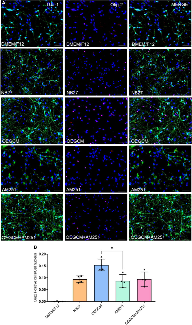Addition of AM251 did not reduce the number of Olig2 positive cells increased by OEGCM in hippocampal cells in culture. In panel (A), neurons labeled in green (TUJ-1), OLs in red (Olig2) and cell nuclei are shown in blue (DAPI); magnification of 20x, scale bar: 50 μm. In panel (B), the number of OLs was evaluated counting the number of Olig2 positive cells in each condition (for each experiment, 5 images from different areas for each condition were used for the quantification). Data is presented as mean ± SD, statistical analysis was performed using Kruskal-Wallis and Dunn’s as post hoc test. N = 4 for all experimental conditions, p = 0.1066 for NB27 vs. OEGCM, p > 0.9999 for NB27 vs. AM251, p = 0.1564 for OEGCM vs. OEGCM + AM251, p > 0.9999 for AM251 vs. OEGCM + AM251, p = 0,0375 for OEGCM vs. AM251. *p < 0.05.