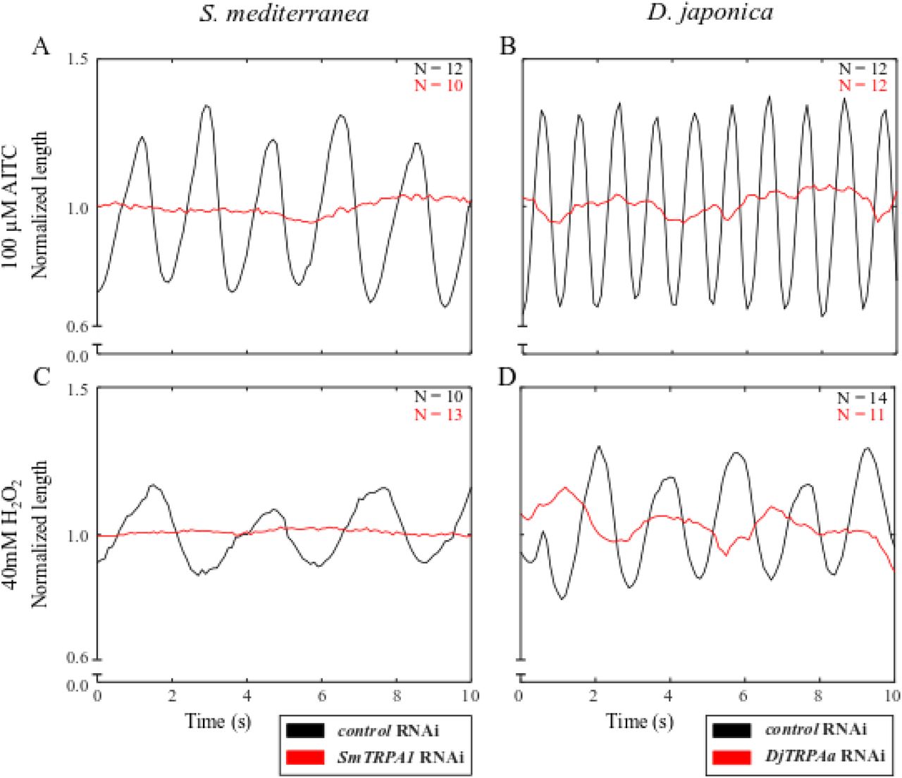 TRPA1 is necessary for AITC- and H2O2-induced scrunching.(A-D) Representative length versus time plots for RNAi treated S. mediterranea (left) and D. japonica (right) exposed to (A-B) 100 μM AITC or (C-D) 40 mM H2O2. Note that the scrunching frequencies in the control RNAi populations differ between the two inducers because a higher (100 μM) concentration of AITC was used (compare values in Table 4 and S1 Table). Plots are representative of the total number of worms tested, as indicated in the respective panels for each condition.