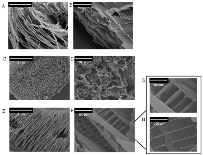 SEM pictures of silk, silk-CBD, and composite silk-CBD-CNC sponges. (A,B) CNC sponge; (C) 100% silk sponge; (D) silk-CNC composite sponge (75% silk and 25% CNC); (E) 100% silk-CBD sponge; and (F–H) silk-CBD-CNC composite sponge (75% silk-CBD and 25% CNC) on a magnified scale.