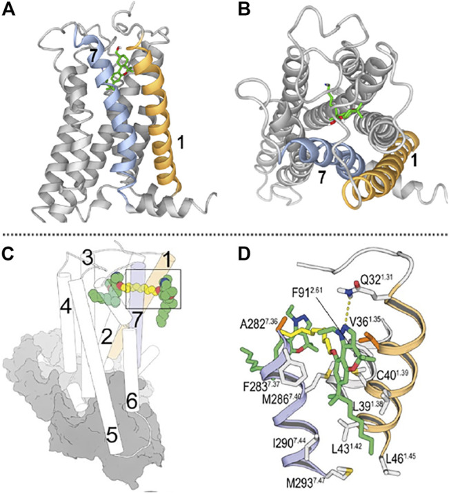 (A) Lateral view of the CB2R/AM12033 complex from the entrance portal formed by transmembrane helices (TMs) 1 and 7 (shown in orange and blue, respectively). (B) View from the outside of the cell of the CB2R in complex with the agonist AM12033 (PDB-ID 6KPF); ligand access from extracellular is blocked by the N-terminus and the EC loops. (C) General view of the binding mode of a CB2R bitopic ligand [molecule 22 in (Morales et al., 2020)] into the orthosteric site and the vestibule of the CB2R-Gi complex (depicted as cylinders for CB2R and grey surfaces for Gi). (D) Detailed view of the binding mode of ligand 22 into the receptor vestibule obtained during the MD simulations. TMs 1 and 7 are shown in orange and blue, respectively; and the pharmacophore units and spacer of bitopic ligands are shown in green and yellow tubes, respectively. (C,D) have been reproduced from our previously reported article (Morales et al., 2020); permitted reproduction under the terms and conditions of the Creative Commons Attribution (CC BY) license (https://creativecommons.org/licenses/by/4.0/).