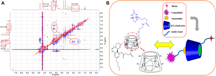 (A) The 2D ROESY spectrum for the inclusion complex of AD-CBD and BIO-CD in D2O. (B) Possible inclusion mode between AD-CBD and BIO-CD.
