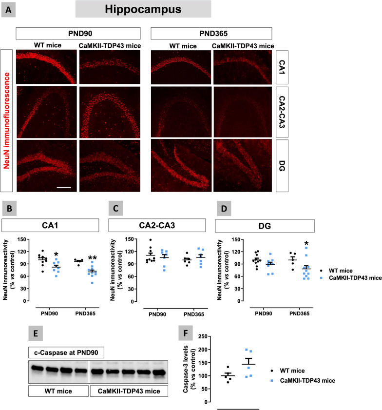 Data of NeuN immunofluorescence (panels A–D) in the hippocampus (CA1 and CA2–CA3 subfields, and dentate gyrus) of FTD and wildtype male mice at two different ages (PND90 and PND365), including representative microphotographs (panel A) for each genotype and the two ages investigated (scale bar = 50 μm), as well as data of caspase-3 levels at PND90 (panels E,F). Details in the text. Data were expressed as means ± SEM and were analysed by two-way analysis of variance followed by the Bonferroni test (*p < 0.05, **p < 0.01 versus the corresponding wildtype mice) for immunofluorescence, or the unpaired Student’s t-test for Western blotting