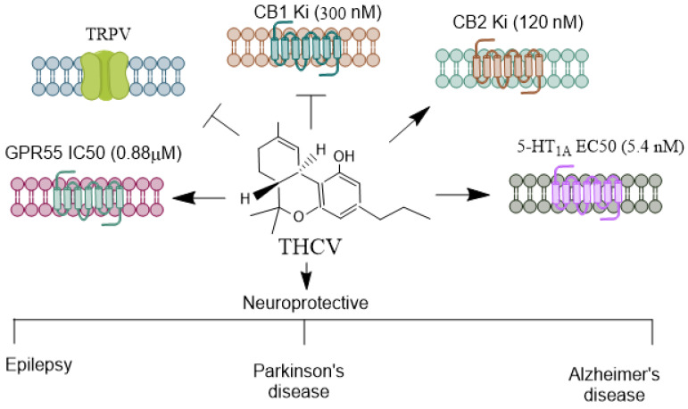 Receptors mediating THCV’s agonistic and antagonistic actions. THCV is a minor cannabinoid with a distinctive pharmacological profile, exhibiting both agonistic and antagonistic effects on cannabinoid and non-cannabinoid receptors. THCV has a unique interaction with CB1 receptors [21,71]. At low doses, it acts as a CB1 antagonist, which can counteract the psychoactive effects of THC. However, at higher doses, THCV can act as a CB1 agonist, producing effects similar to THC, such as appetite suppression and potential psychoactivity. THCV is generally regarded as a partial agonist of CB2, which may contribute to its anti-inflammatory and immunomodulatory properties [21,71]. THCV also modulates transient receptor potential (TRP) channels, particularly TRPV1 [72]. These channels play roles in pain perception, thermoregulation, and inflammation, suggesting THCV’s potential in managing pain and inflammatory conditions. Similar to CBD, THCV has been shown to interact with the 5-HT1A receptor [73], which is involved in spatial learning and memory, anxiety regulation, and mood modulation [74,75]. This receptor interaction may underlie some of THCV’s potential anxiolytic and antipsychotic effects. THCV activates GPR55 [76] anxiety-related behaviors [46], learning, and memory [47]. THCV’s receptor specificity and its ability to shift between agonist and antagonist roles provide it diverse therapeutic potential, particularly in areas like metabolic disorders and neuroprotection. THCV, Δ9-Tetrahydrocannabivarin; CBD, Cannabidiol; THC, Δ9-tetrahydrocannabinol; TRPV, Transient receptor potential vanilloid. →, agonist; , antagonist.