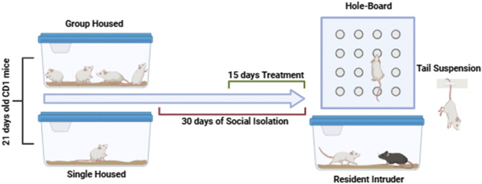 Diagram showing an experiment with 21-day-old CD1 mice. Mice are either group housed or single housed. After 30 days of social isolation, tests include a hole-board, tail suspension, and a resident intruder scenario over 15 days of treatment.