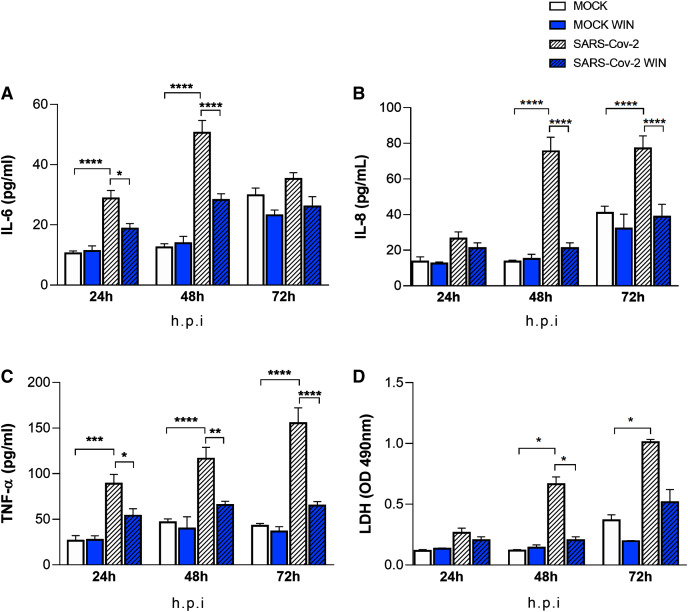 WIN reduces inflammatory markers and viral toxicity in SARS-CoV-2-infected hiPSC-CMs.Levels of IL-6 (A), IL-8 (B), TNF-α (C), and (D) release of lactate dehydrogenase (LDH) from MOCK and SARS-CoV-2-infected hiPSC-CM, treated or not with one μM WIN for 24 h, were analyzed at 24-, 48-and 72-h post-infection (h.p.i.). Cytokine levels were higher in SARS-CoV-2 compared with control (MOCK), and lower in SARS-CoV-2 WIN when compared with SARS-CoV-2. LDH release-absorbance levels relative to MOCK were higher in SARS-CoV-2 compared with SARS-CoV-2 WIN. Data represent means and standard errors of the means (SEM) from three independent experiments from one cell line. *p < 0.05, **p < 0.01, ***p < 0.001, ****p < 0.0001.