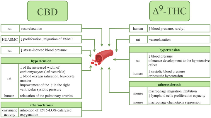 Effects of cannabidiol and Δ9-tetrahydrocannabinol on blood vessels.↑, increase; ↓, decrease; Δ9-THC, Δ9-tetrahydrocannabinol; CBD, cannabidiol; HUASMC, Human Umbilical Artery Smooth Muscle Cells; VSMC, vascular smooth muscle cell.43,53,55,92–94,138,140,142–144,146,147