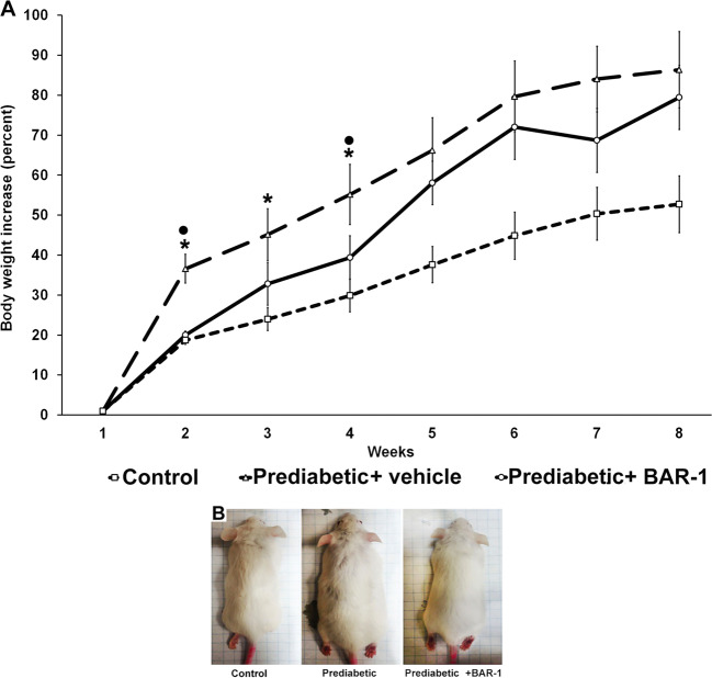 BAR-1 effect in body weight.a Effect of BAR-1 treatment (10 mg/kg) for 8 weeks in the body weight of prediabetic and control mice. Data are normalized to their respective initial weight at week 1; means + SEM, each group with n = 8 mice. *p < 0.05 vs. control, black dot vs. vehicle treated. b Comparative sizes of a representative mouse from control, prediabetic and prediabetic BAR-1-treated groups, at 8 weeks.