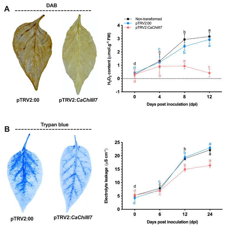 Knockdown of chitinase gene CaChiIII7 reduces the hypersensitive response of pepper plants infected with Colletotrichum acutatum. (A) Representative photos show 3,3′-diaminobenzidine (DAB) staining and the plotted results are quantification of H2O2 in CaChiIII7-silenced (pTRV2:CaChiIII7) and empty-vector control (pTRV2:00) pepper leaves infected with C. acutatum. (B) Photos of trypan blue staining and electrolyte leakage quantification in CaChiIII7-silenced (pTRV2:CaChiIII7) and empty-vector control (pTRV2:00) leaves infected with C. acutatum. Data are the means with standard deviations (± SD), and lower-case letters (a–d) indicate significant differences as analyzed by a Duncan’s multiple range (DMR) test (p < 0.05).