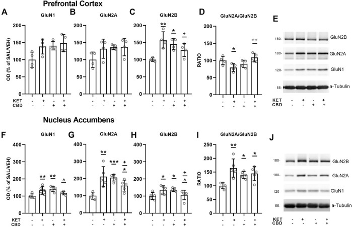 Effects of cannabidiol (CBD) treatment on ketamine (KET)-induced alterations of NMDA receptor subunit protein expression levels in the prefrontal cortex (top row) and the nucleus accumbens (bottom row). (A,F):GluN1; (B,G): GluN2A; (C,H): GluN2B; (D,I): GluN2A/GluN2B ratio; (E,J): A representative band of the protein of interest and the corresponding loading marker band. Data are presented as percentage of the SAL/VEH group. The optical density (OD) of each band was divided by the corresponding loading marker. Statistical analysis was performed by two-way ANOVA (Bonferroni’s post hoc test). *p < 0.05, **p < 0.01, ***p < 0.001 vs SAL/VEH; + p< 0.05, ++ p< 0.01 vs KET/VEH; ^ p < 0.05 vs SAL/CBD (n = 4 per group in the prefrontal cortex and n = 5 per group in the nucleus accumbens).