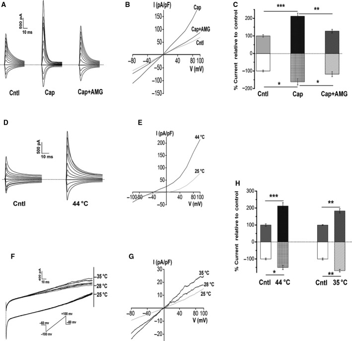 Activation of thermo‐TRPVs in Eca109 cells by different temperature ranges and agonist in a whole‐cell patch‐clamp configuration. (A) Representative membrane currents in response to 20 μm capsaicin in the absence or presence of 10 nm AMG9810 (n = 5 cells). Dashed lines, zero current or potential level. (B) Current–voltage (I–V) relationship for the currents shown in A. A large outward rectified current was found in the presence of 20 μm capsaicin. (C) Summary of currents shown in A, note that the outward currents (above zero) and inward currents (below zero) were both enhanced substantially in response to 20 μm capsaicin, and both were inhibited markedly by 10 nm AMG9810; data were normalized to the control. (D) Sample membrane currents on the exposure to heat stimulation (44 °C extracellular solution) (n = 4 cells). Dashed lines, zero current or potential level. (E) I–V relationship for heat‐evoked currents, reverse potential was left shifted to −40 mV by heat stimulation, and a large outward rectified current was seen. (F) Representative current traces in response to a ramp heat protocol [exposure to 25 °C–35 °C (0.5–1 °C·s−1) extracellular solution] (n = 4 cells). Dashed lines, initial point of the ramp recording. (G) I–V relationship of the exposure to the ramp heat. (H) Summary of currents shown in D and F, inward currents and outward rectified currents were increased pronouncedly by heat (44 °C) stimulation; inward currents and outward rectified currents were elevated substantially by 35 °C stimulation. Data represent the mean ± SEM of the indicated number of recordings. Cntl, Control; Cap, capsaicin; AMG, AMG9810. *P < 0.05, **P < 0.01, ***P < 0.001.