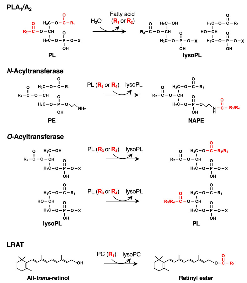 Enzymatic reactions catalyzed by PLAATs and LRAT. The acyl moieties hydrolyzed or transferred by PLAATs and LPAT are shown in red. lysoPL, lysophospholipid.
