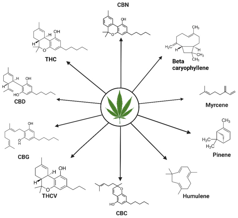 Phytocannabinoids and terpenes present in cannabis plant. The figure shows the chemical structures of some well-studied phytocannabinoids (tetrahydrocannabinol, THC; cannabidiol, CBD; cannabigerol, CBG; tetrahydrocannabivarin, THCV; cannabichromene, CBC; and cannabinol, CBN) and terpenes (beta-caryophyllene, myrcene, pinene, and humulene).