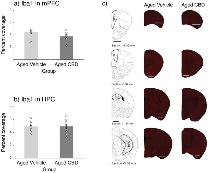 Effect of CBD on microglia in the mPFC and HPC of 21-month-old C57BL/6 mice. (a) Percent coverage of Iba1 in the mPFC (mean ± SEM) in vehicle and CBD groups. (b) Percent coverage of Iba1 in the HPC (mean ± SEM) in vehicle and CBD groups. (c) Photomicrograph of Iba1 in representative half slices for the mPFC and HPC in aged vehicle and CBD-treated mice. Scale bars represent 1 mm. Vehicle group (n = 9; 7 male and 2 female), CBD group (n = 9; 7 male and 2 female).