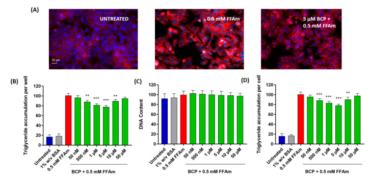 Lipid accumulation in HepG2 cells. BCP attenuates intracellular lipid accumulation in steatotic HepG2 cells without altering the cell number (DNA content). (A) Representative images of AdipoRed (red, triglycerides) and NucBlue (blue, nuclei) stainings; UNTREATED = untreated hepatocytes (control); 0.5 mM FFAm = palmitate and oleate-treated hepatocytes; 5 μM BCP + 0.5 mM FFAm = HepG2 cells co-treated for 24 h with BCP and FFAm. Scale bar: 50 μm. (B) Bar graph summarizing AdipoRed staining experiments to assess triglyceride accumulation per well in untreated cells, BSA-treated cells, 0.5 mM FFAm-treated positive control cells and HepG2 cells treated with 0.5 mM FFAm and various concentrations of BCP for 24 h. (C) Bar graph summarizing the DNA content per well (NucBlue staining). (D) Bar graph showing the triglyceride accumulation per cell, calculated as the ratio of AdipoRed and NucBlue stainings. Data are expressed as percentage change with respect to 0.5 mM FFA control condition (set equal to 100) and represent the mean ± SEM of five independent experiments. ** p < 0.01; *** p < 0.001 vs. positive control (0.5 mM FFAm-treated cells).