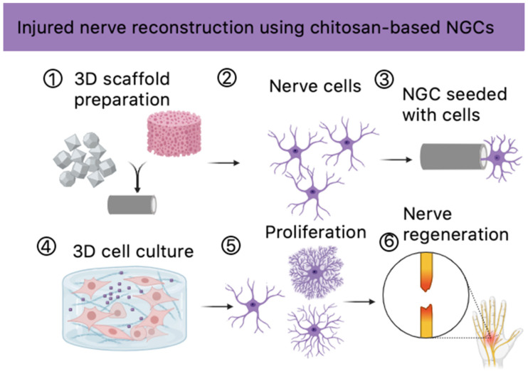 Potential future application of the newly developed biomaterials (created via Biorender).